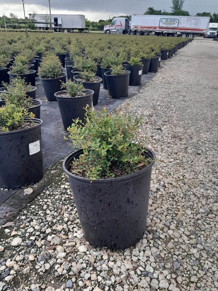 ilex-vomitoria-schillings-yaupon-holly-ilex-vomitoria-stokes-dwarf