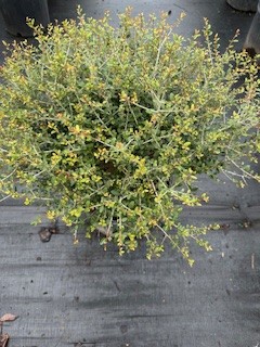 ilex-vomitoria-schillings-yaupon-holly-ilex-vomitoria-stokes-dwarf