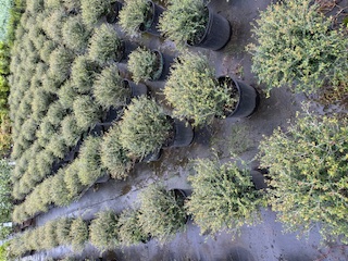 ilex-vomitoria-schillings-yaupon-holly-ilex-vomitoria-stokes-dwarf