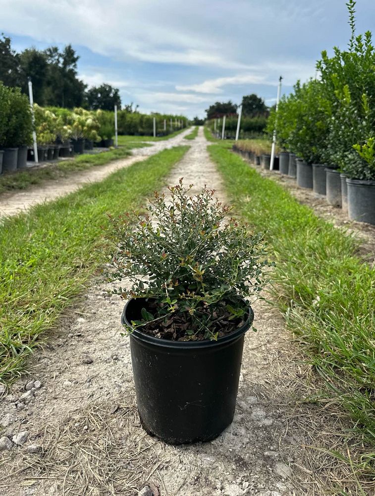 ilex-vomitoria-schillings-yaupon-holly-ilex-vomitoria-stokes-dwarf