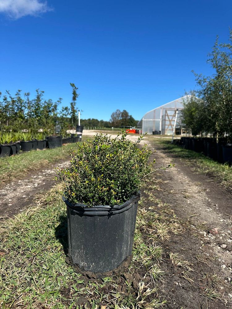 ilex-vomitoria-schillings-yaupon-holly-ilex-vomitoria-stokes-dwarf