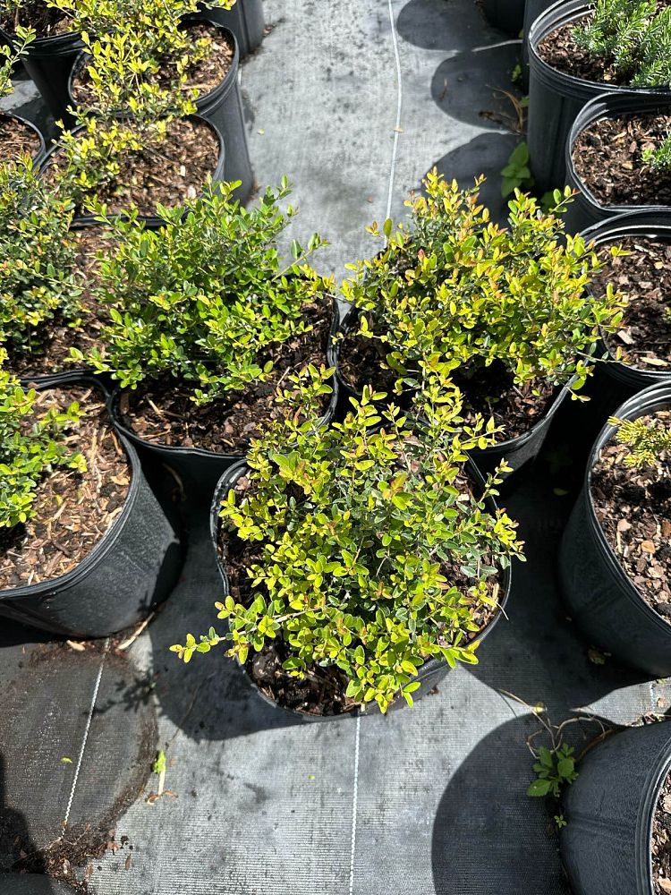 ilex-vomitoria-schillings-yaupon-holly-ilex-vomitoria-stokes-dwarf