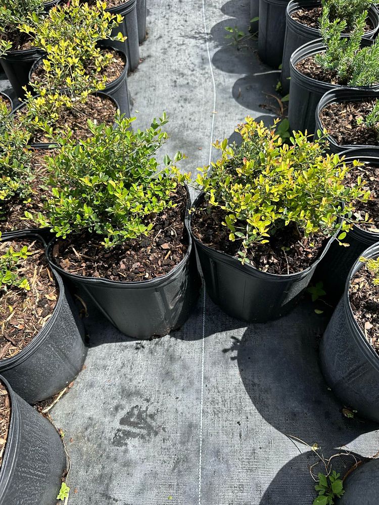 ilex-vomitoria-schillings-yaupon-holly-ilex-vomitoria-stokes-dwarf