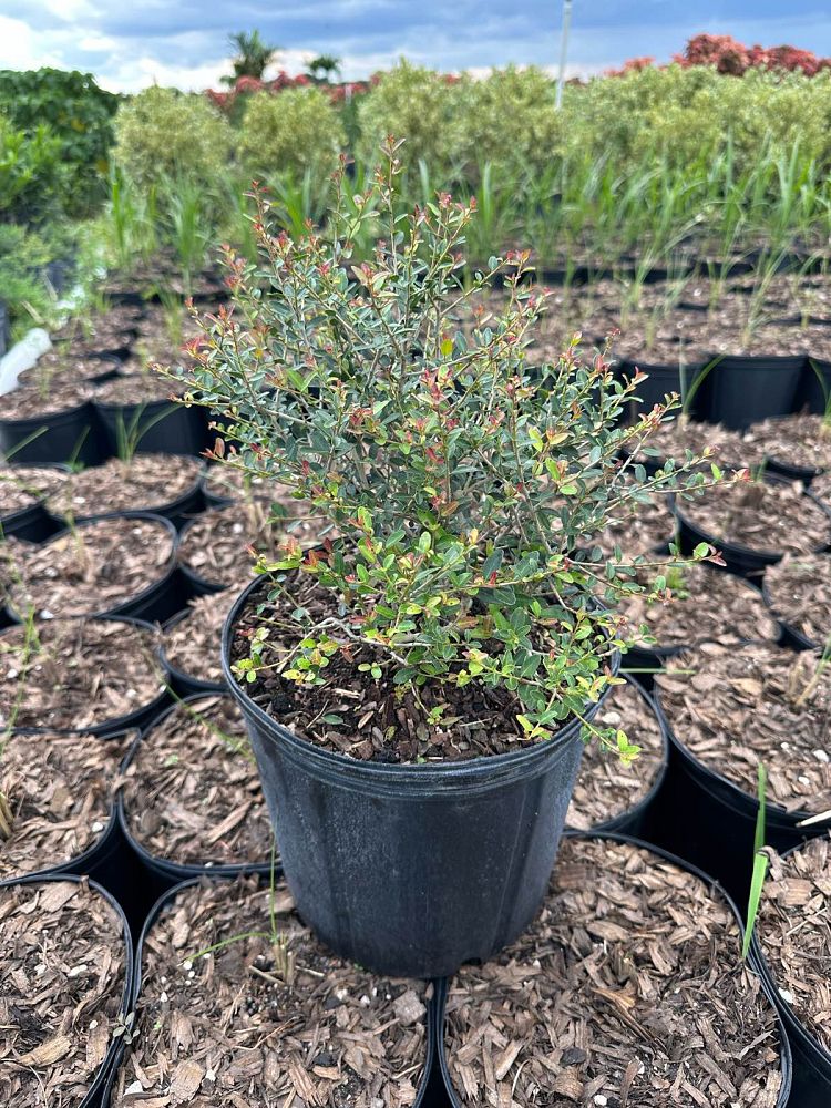 ilex-vomitoria-schillings-yaupon-holly-ilex-vomitoria-stokes-dwarf