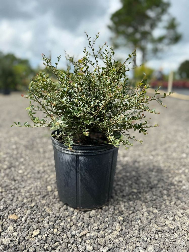 ilex-vomitoria-schillings-yaupon-holly-ilex-vomitoria-stokes-dwarf