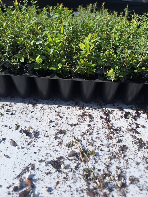 ilex-vomitoria-schillings-yaupon-holly-ilex-vomitoria-stokes-dwarf