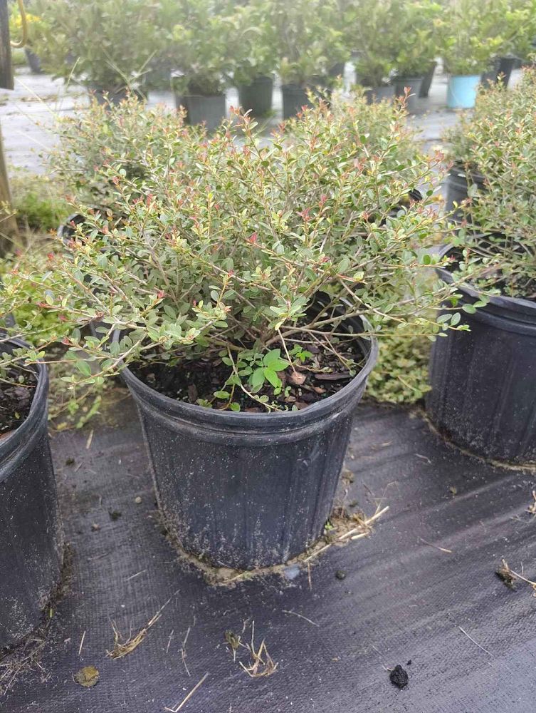 ilex-vomitoria-schillings-yaupon-holly-ilex-vomitoria-stokes-dwarf