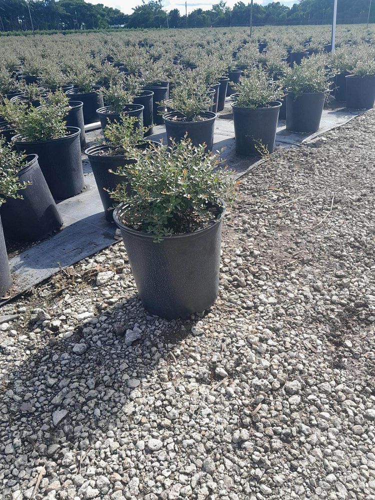 ilex-vomitoria-schillings-yaupon-holly-ilex-vomitoria-stokes-dwarf