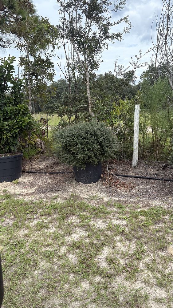 ilex-vomitoria-schillings-yaupon-holly-ilex-vomitoria-stokes-dwarf