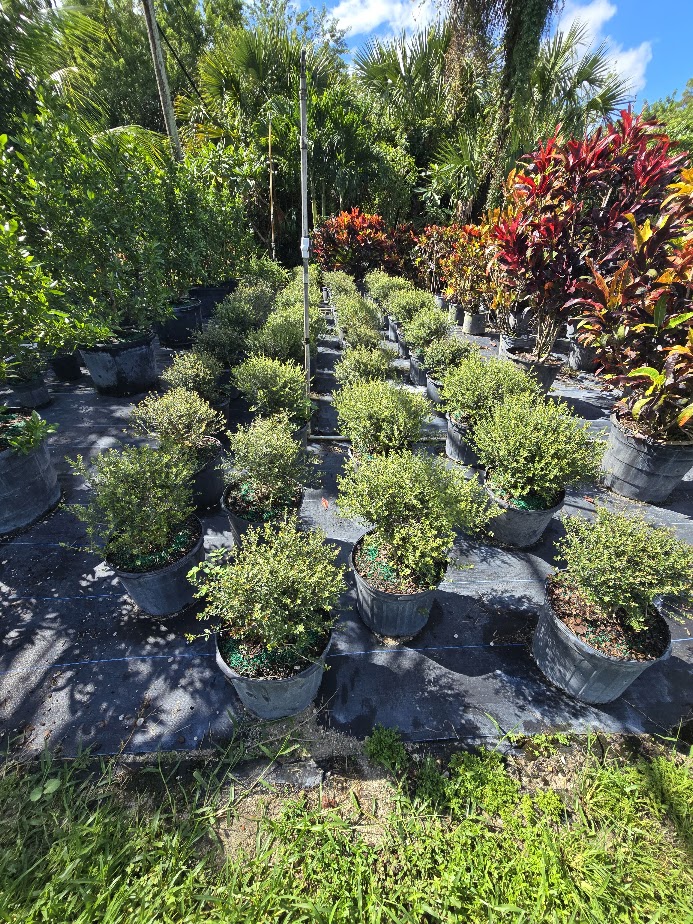 ilex-vomitoria-schillings-yaupon-holly-ilex-vomitoria-stokes-dwarf