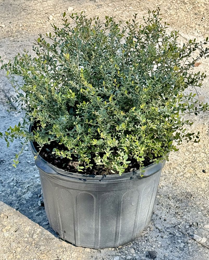 ilex-vomitoria-schillings-yaupon-holly-ilex-vomitoria-stokes-dwarf