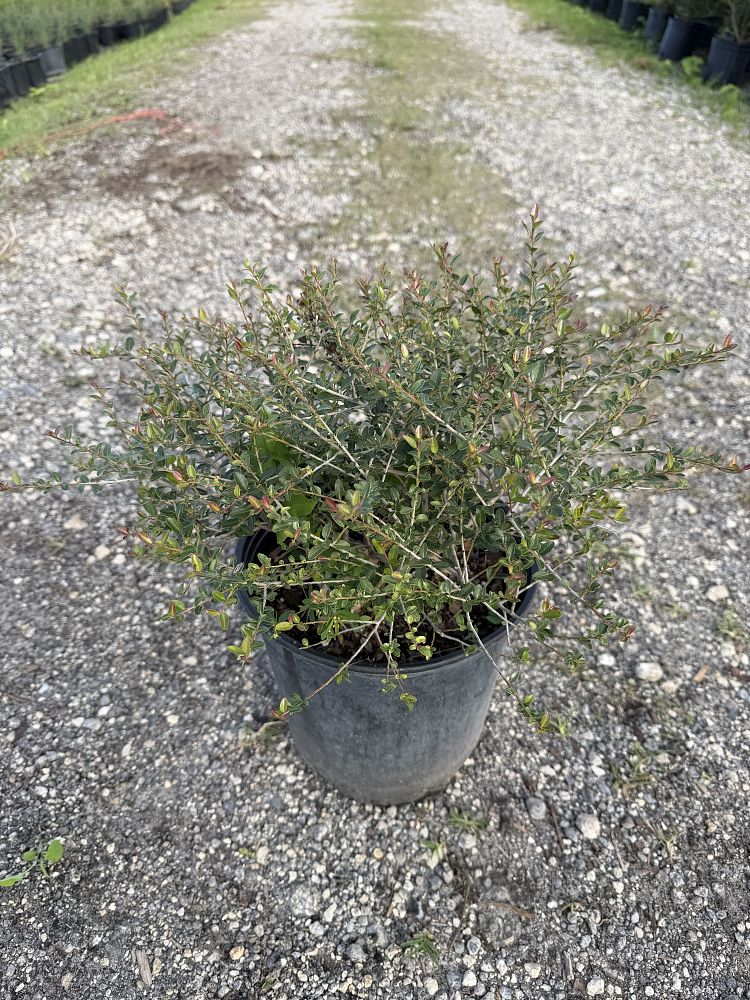 ilex-vomitoria-schillings-yaupon-holly-ilex-vomitoria-stokes-dwarf