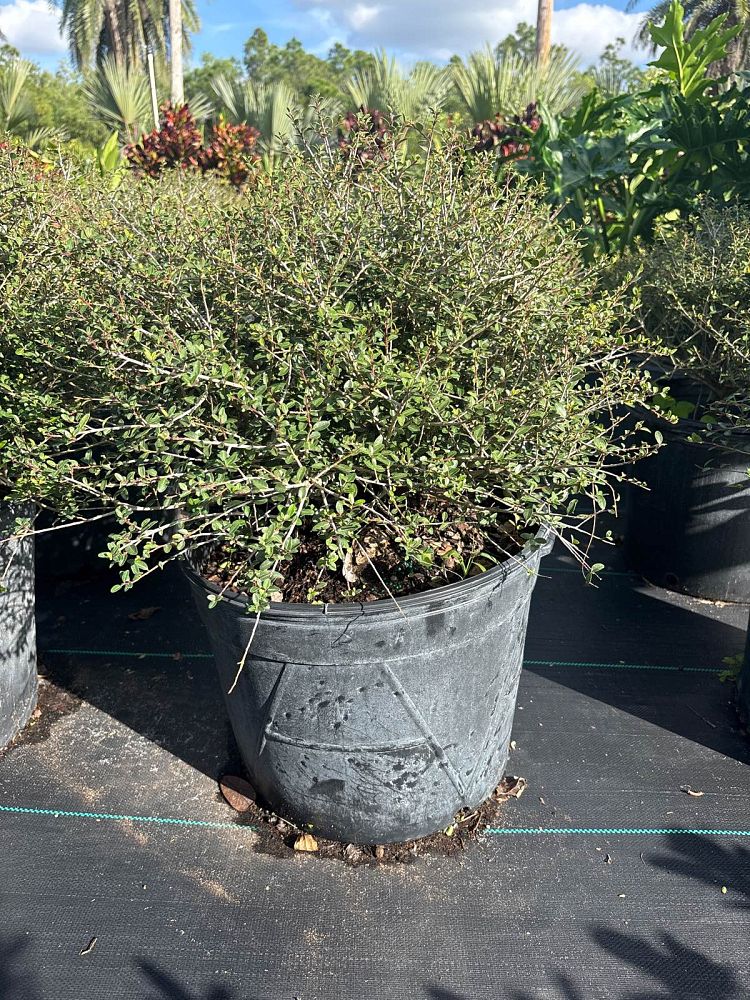 ilex-vomitoria-schillings-yaupon-holly-ilex-vomitoria-stokes-dwarf