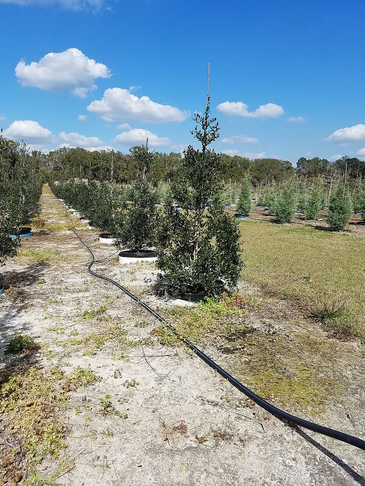 ilex-vomitoria-shadow-s-female-yaupon-holly