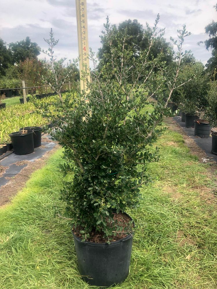 ilex-vomitoria-shadow-s-female-yaupon-holly