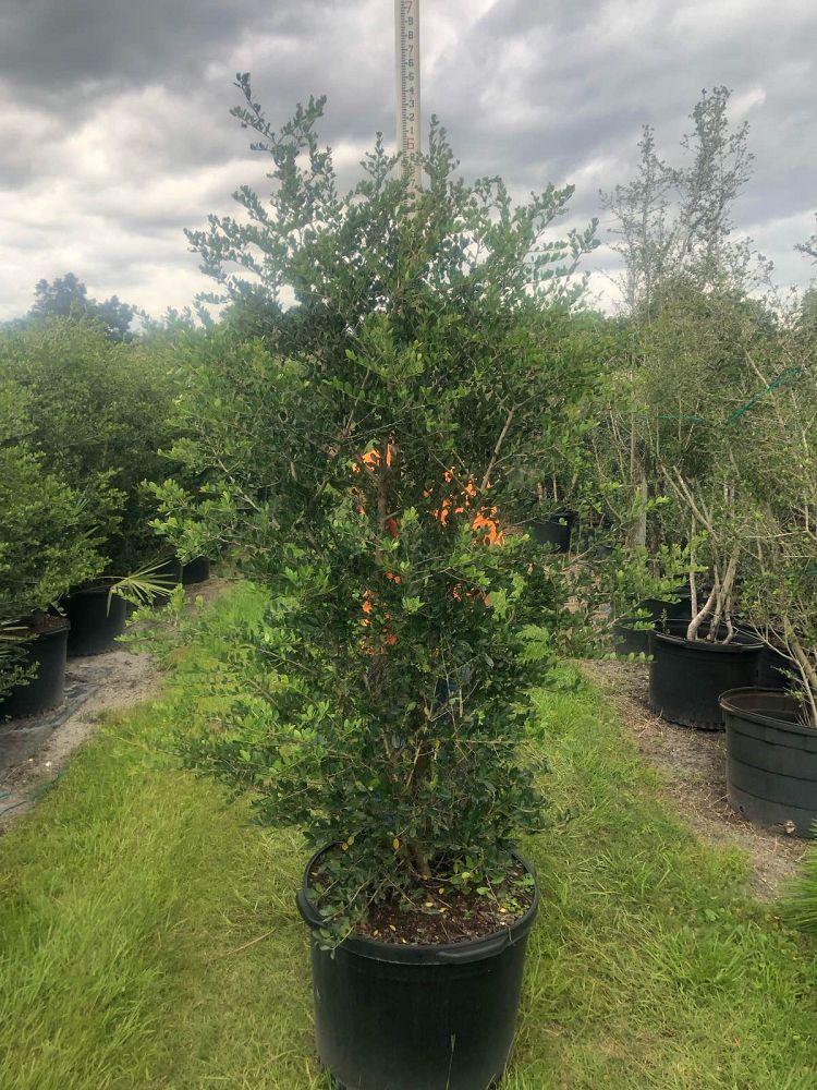ilex-vomitoria-shadow-s-female-yaupon-holly