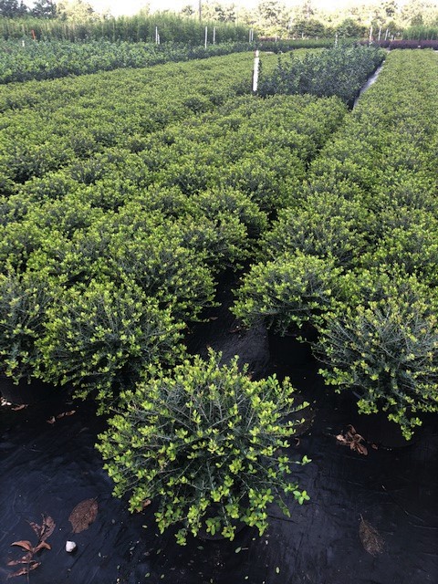 ilex-vomitoria-taylor-s-rudolph-yaupon-holly