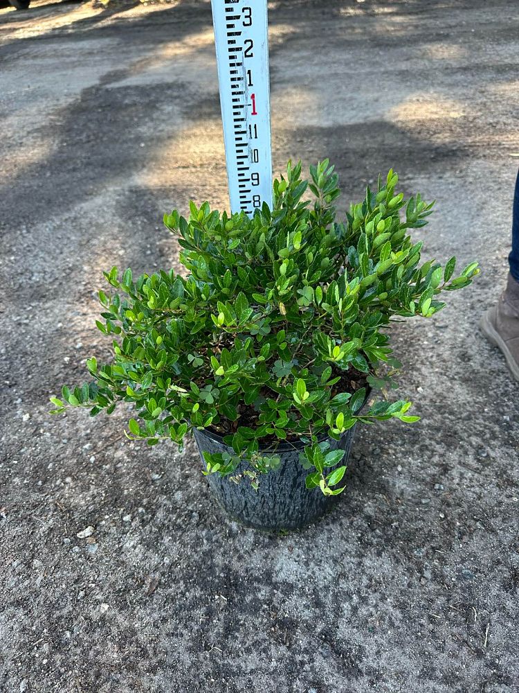 ilex-vomitoria-taylor-s-rudolph-yaupon-holly