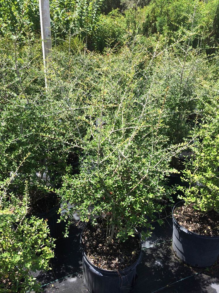 ilex-vomitoria-upright-yaupon-yaupon-holly