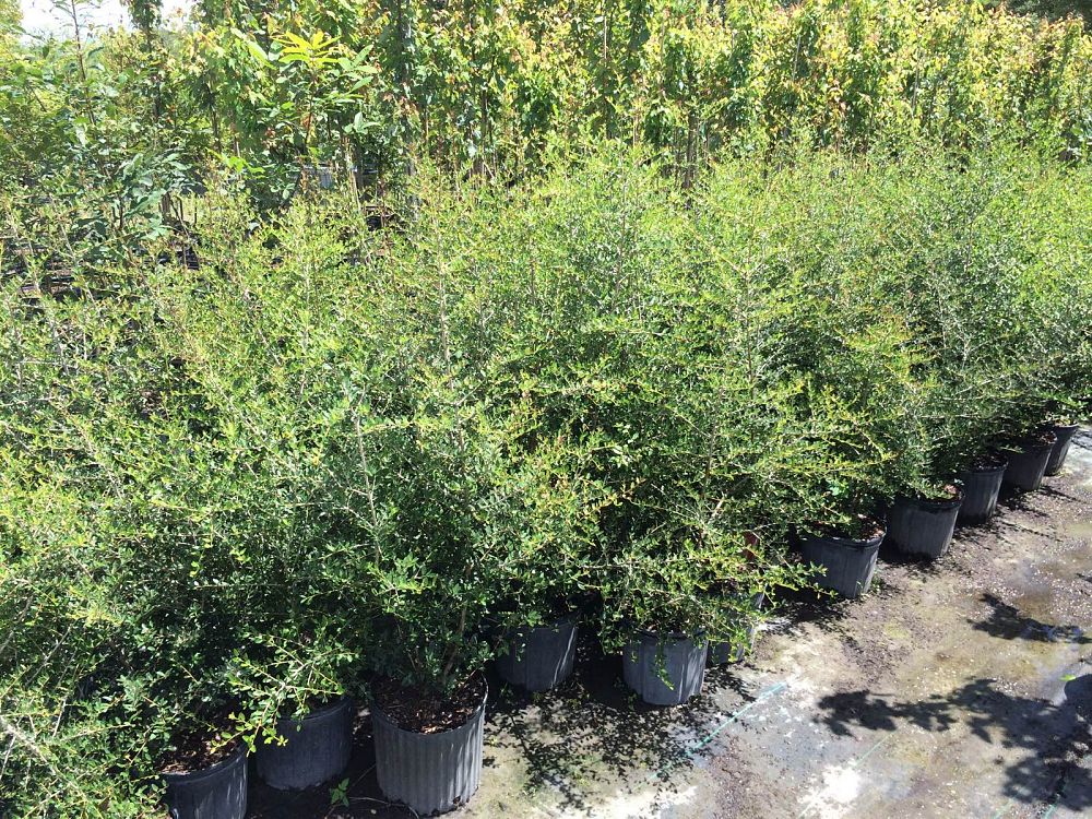 ilex-vomitoria-upright-yaupon-yaupon-holly