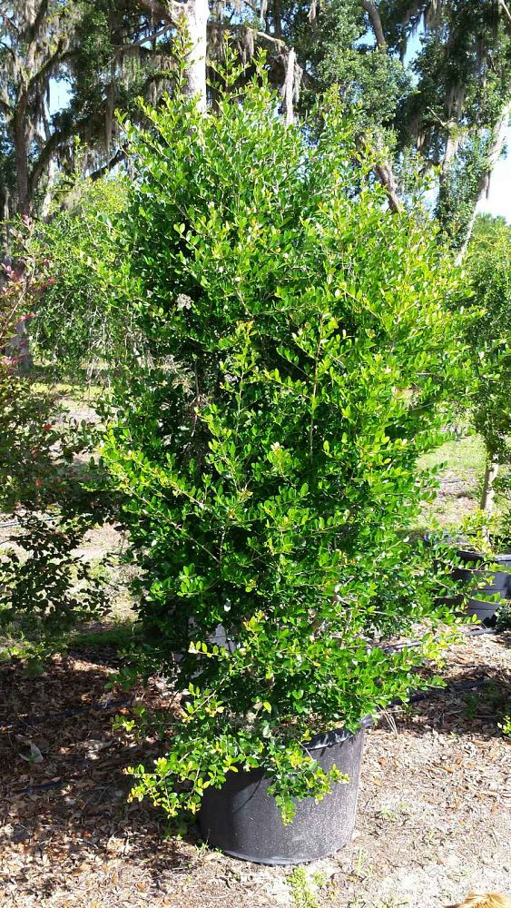 ilex-vomitoria-upright-yaupon-yaupon-holly