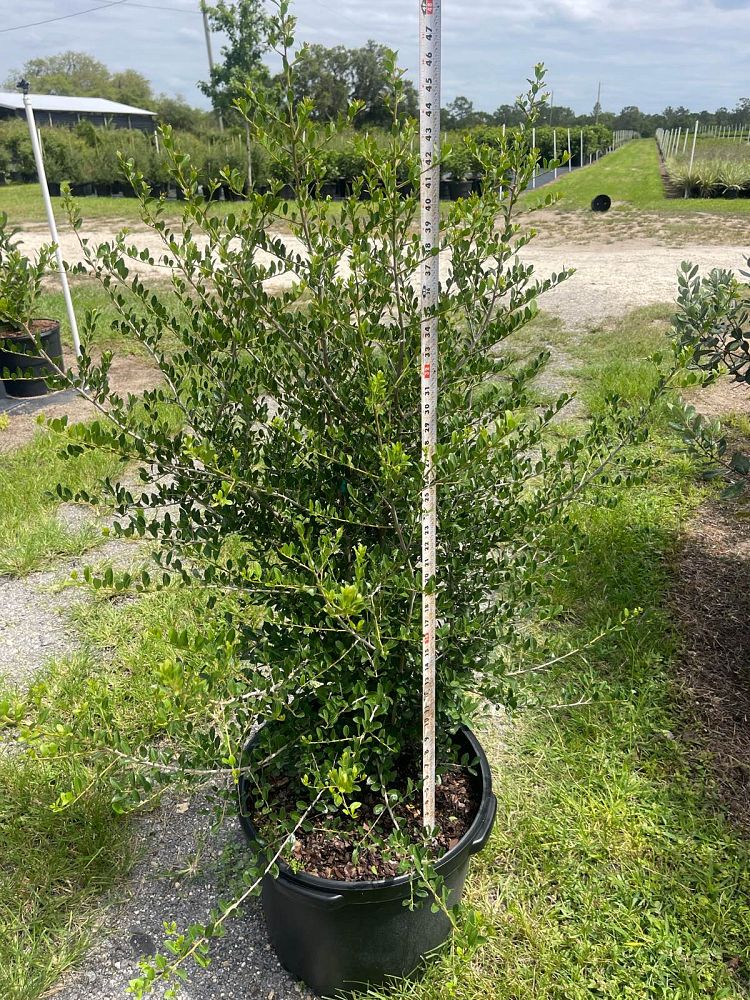ilex-vomitoria-upright-yaupon-yaupon-holly
