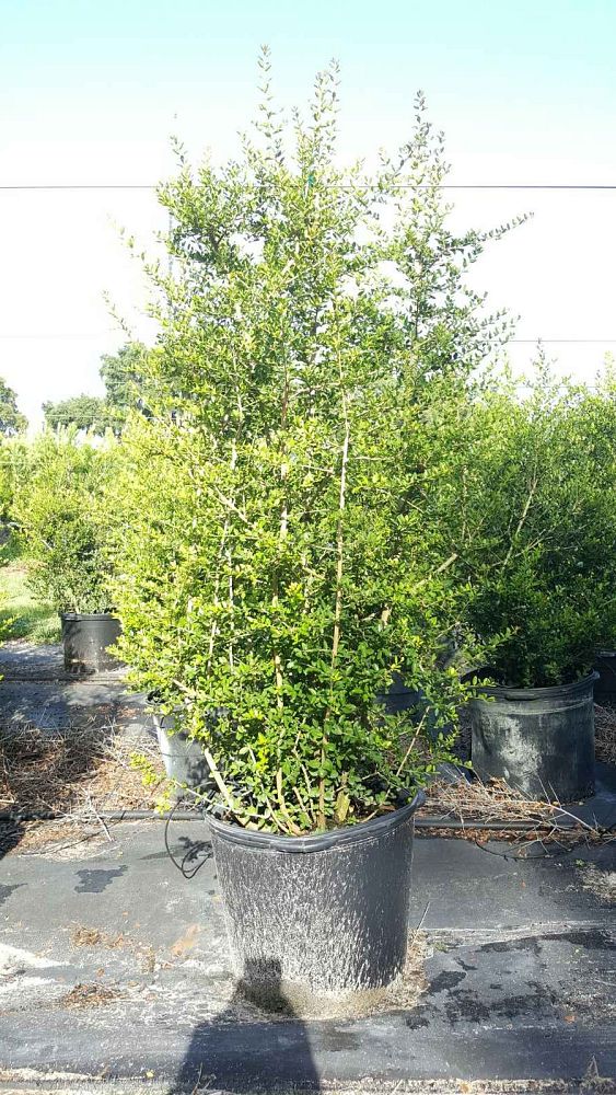 ilex-vomitoria-upright-yaupon-yaupon-holly