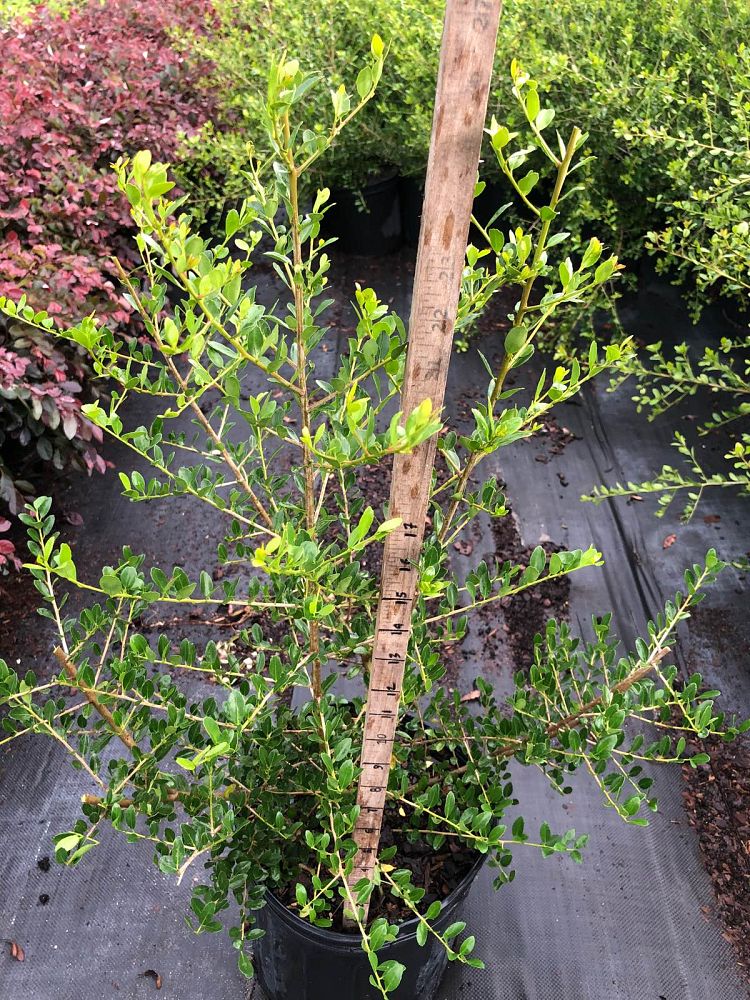 ilex-vomitoria-upright-yaupon-yaupon-holly