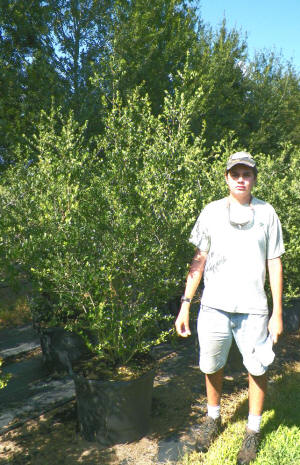 ilex-vomitoria-upright-yaupon-yaupon-holly