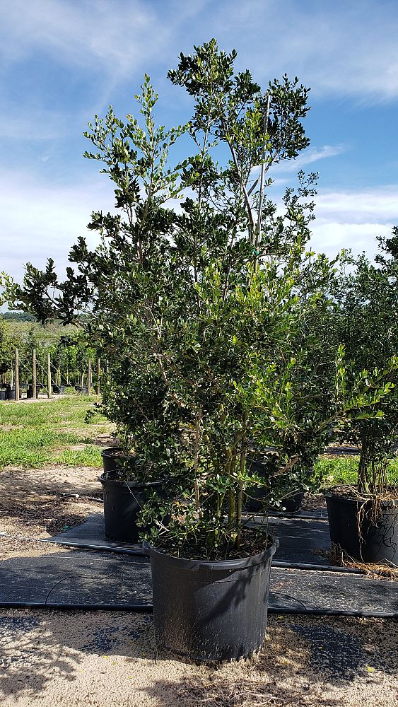 ilex-vomitoria-upright-yaupon-yaupon-holly