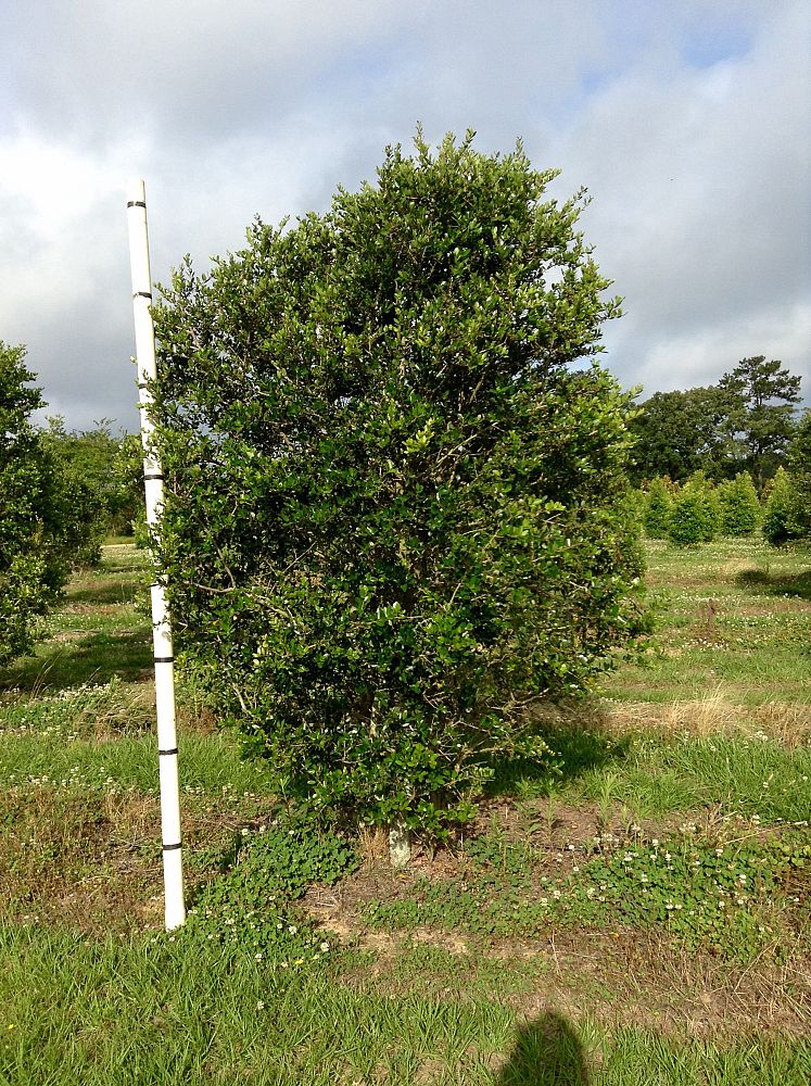 ilex-vomitoria-upright-yaupon-yaupon-holly