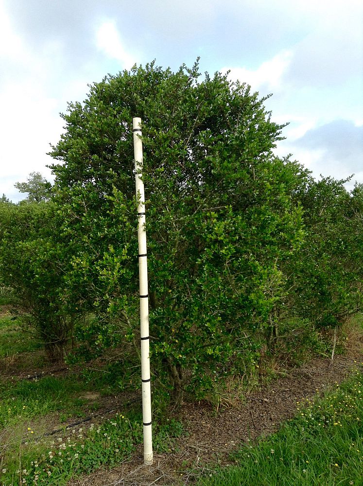 ilex-vomitoria-upright-yaupon-yaupon-holly