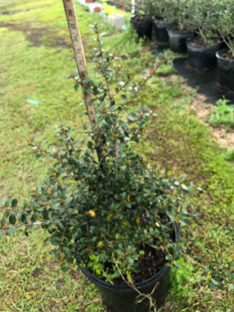 ilex-vomitoria-upright-yaupon-yaupon-holly