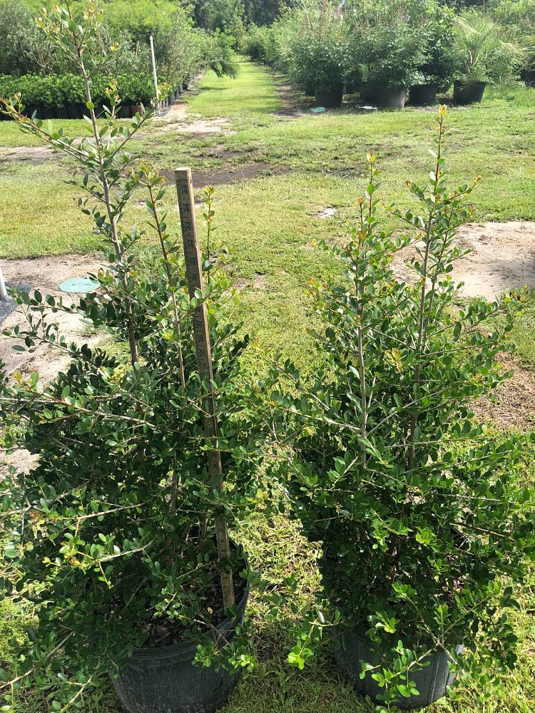 ilex-vomitoria-upright-yaupon-yaupon-holly