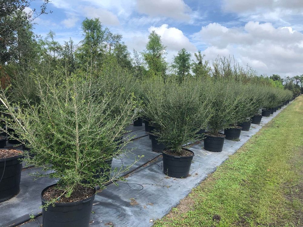 ilex-vomitoria-upright-yaupon-yaupon-holly