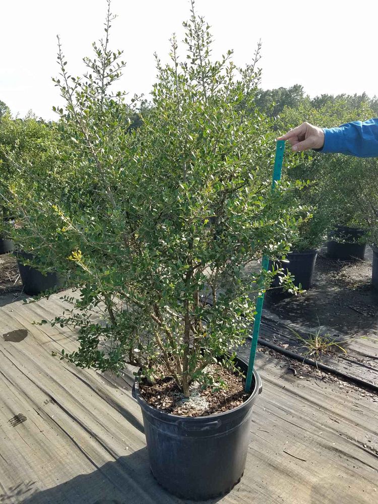 ilex-vomitoria-upright-yaupon-yaupon-holly
