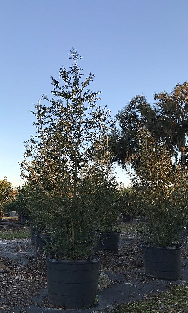 ilex-vomitoria-upright-yaupon-yaupon-holly