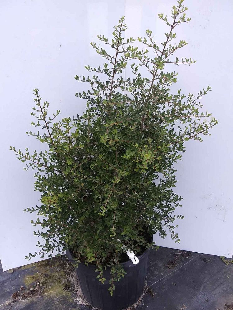 ilex-vomitoria-upright-yaupon-yaupon-holly