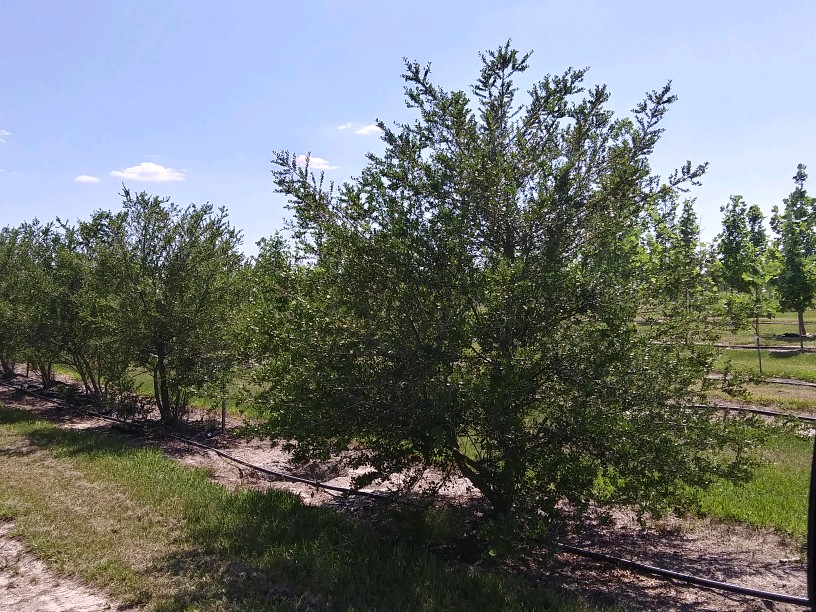 ilex-vomitoria-upright-yaupon-yaupon-holly
