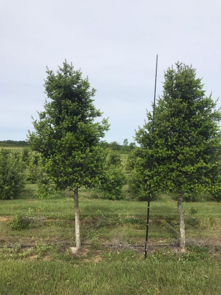 ilex-vomitoria-upright-yaupon-yaupon-holly