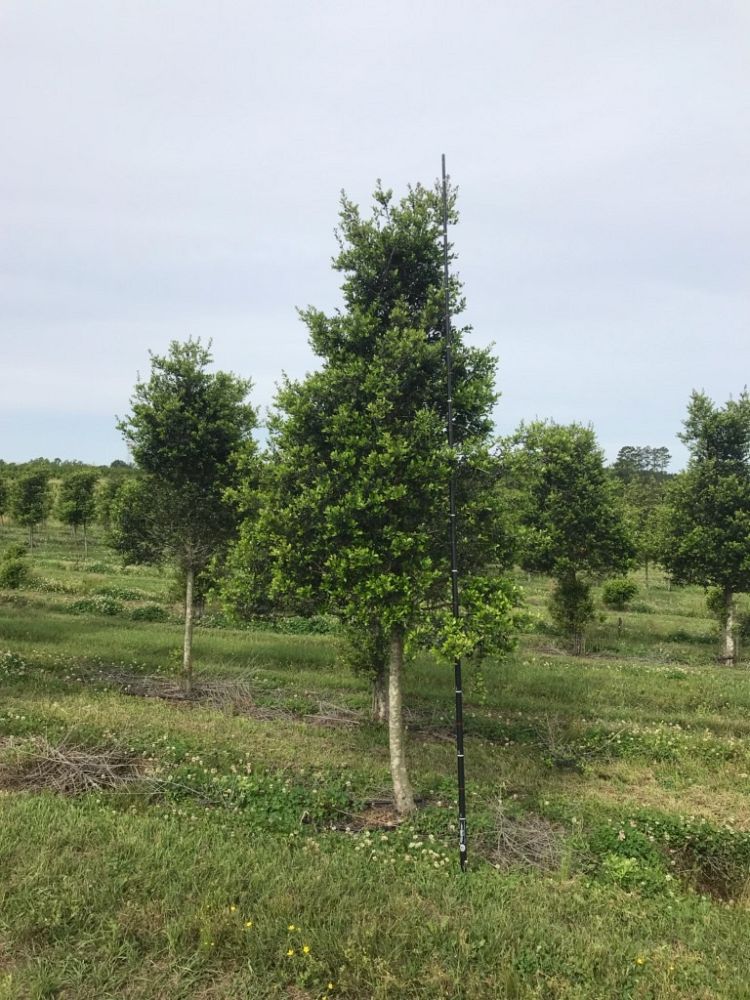 ilex-vomitoria-upright-yaupon-yaupon-holly