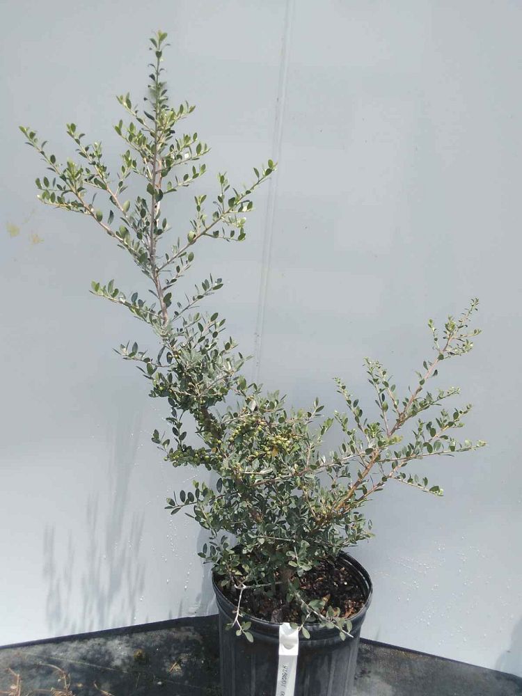 ilex-vomitoria-upright-yaupon-yaupon-holly