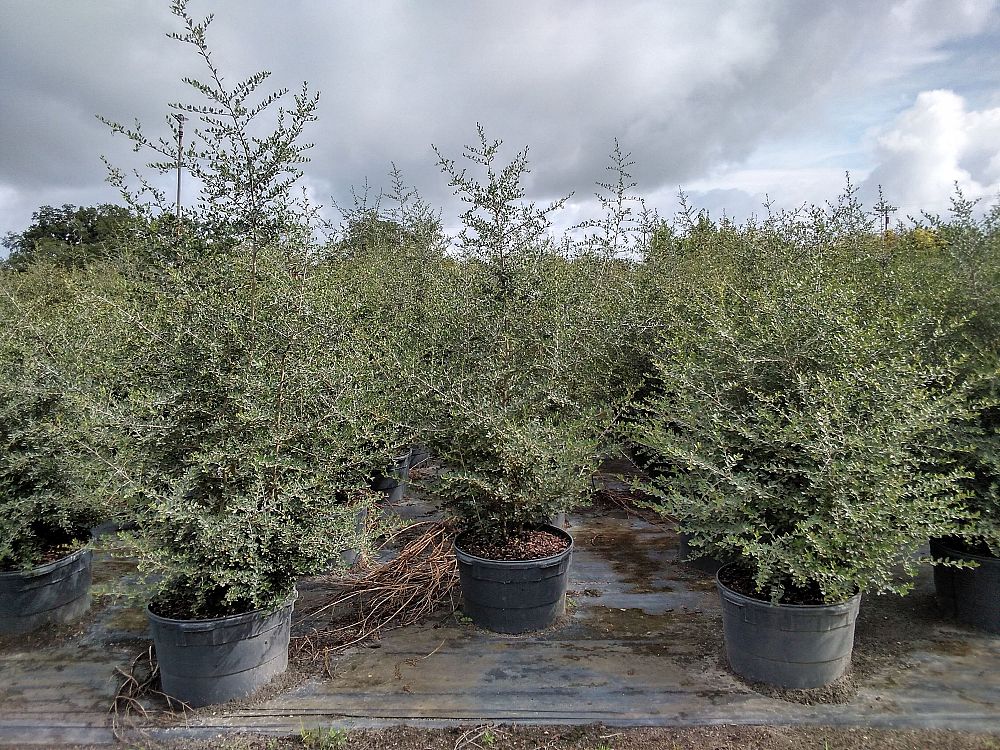 ilex-vomitoria-upright-yaupon-yaupon-holly