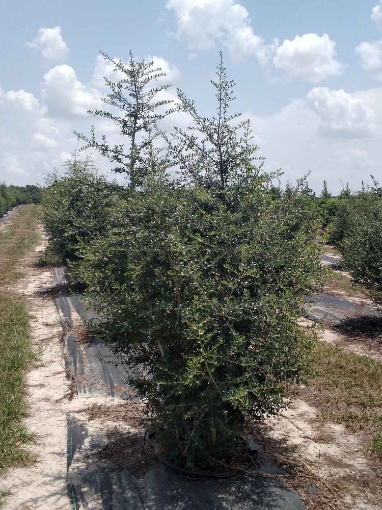 ilex-vomitoria-upright-yaupon-yaupon-holly