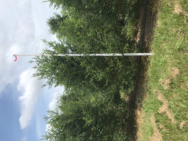 ilex-vomitoria-upright-yaupon-yaupon-holly