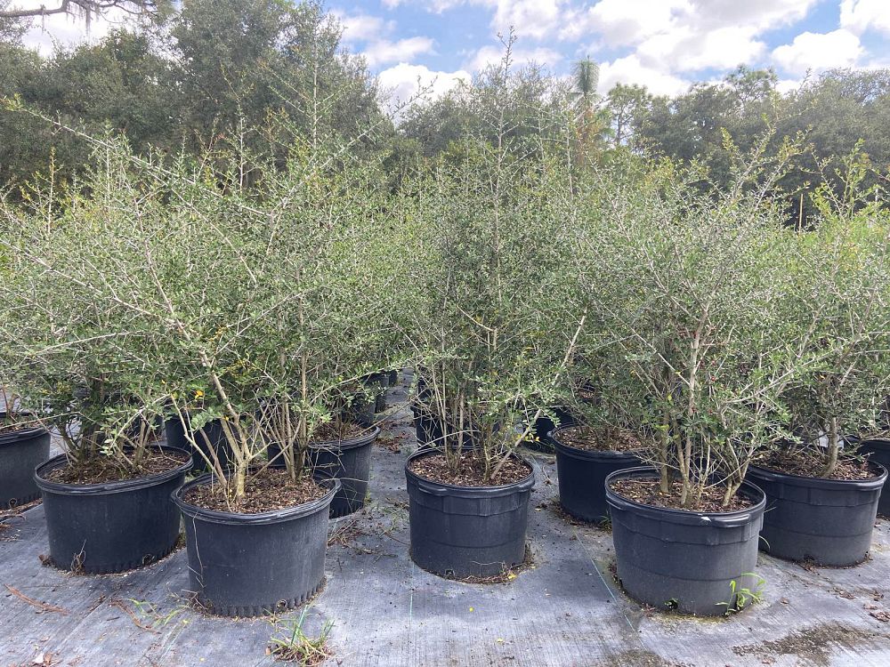 ilex-vomitoria-upright-yaupon-yaupon-holly