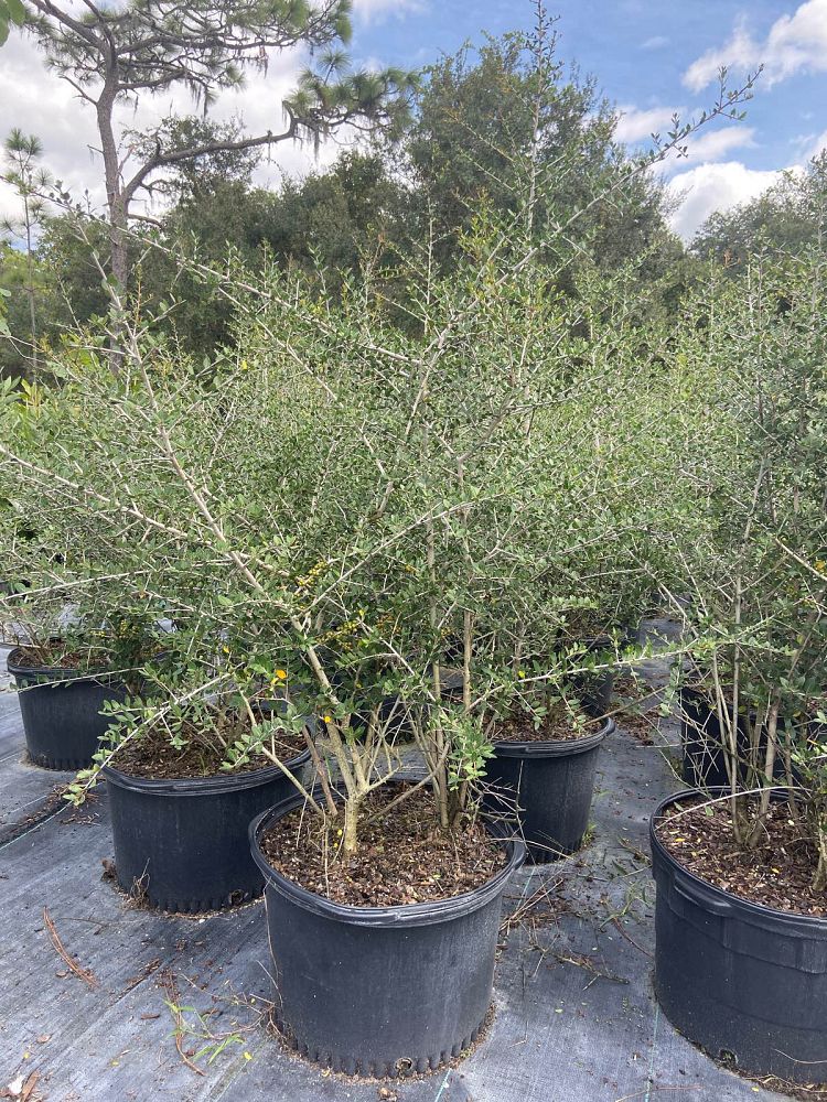 ilex-vomitoria-upright-yaupon-yaupon-holly