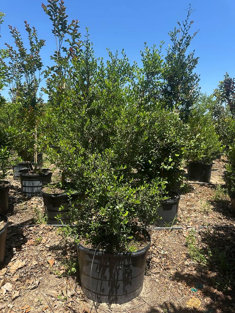 ilex-vomitoria-upright-yaupon-yaupon-holly