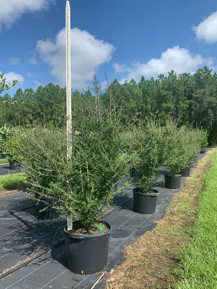 ilex-vomitoria-upright-yaupon-yaupon-holly