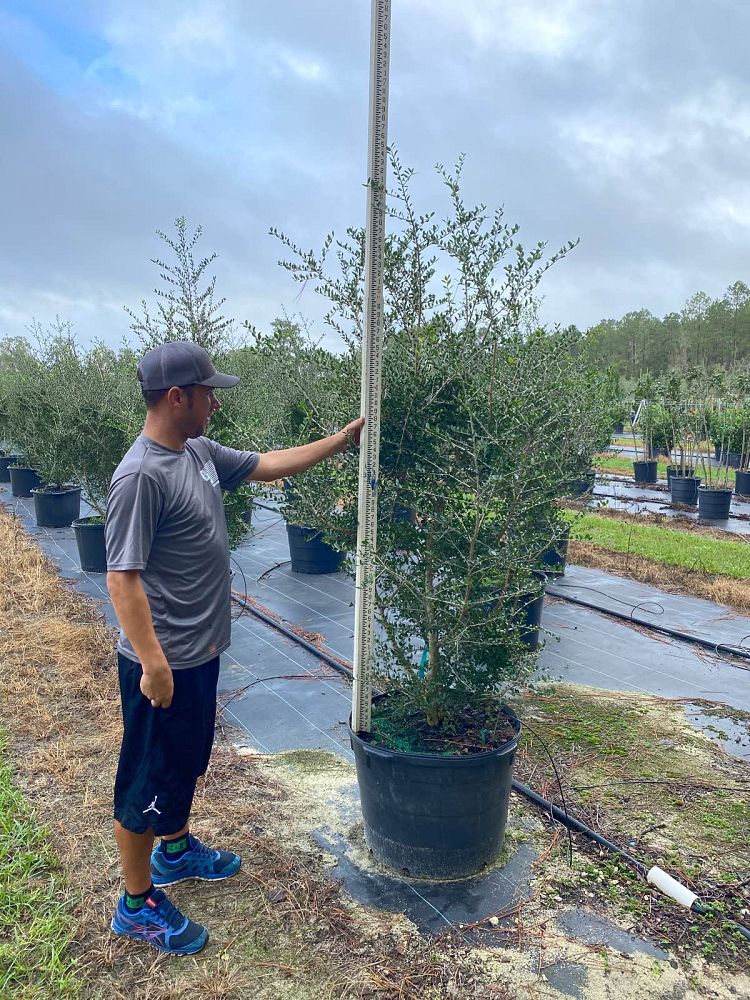 ilex-vomitoria-upright-yaupon-yaupon-holly